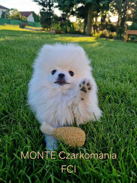 Szpic miniaturowy FCI samiec
