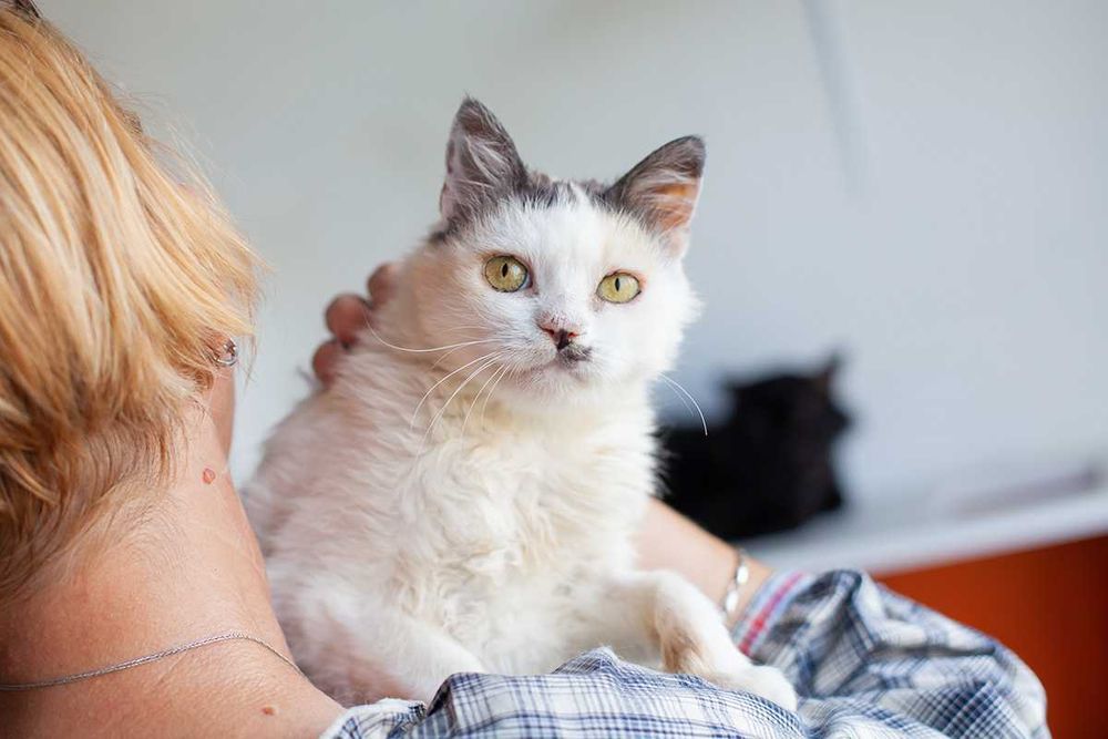 Віддам у добрі руки