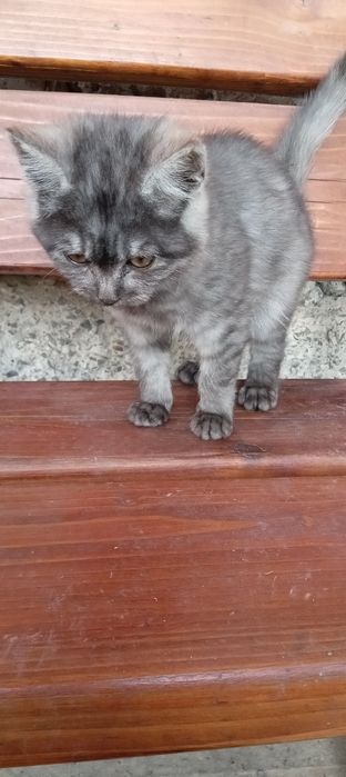 віддам даром кошеня