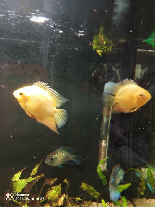 Sprzedam ryby Severum Red