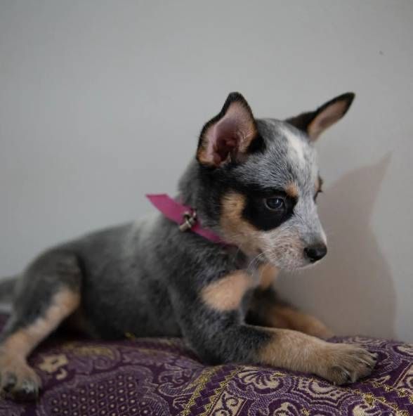 Boiadeiro-australiano