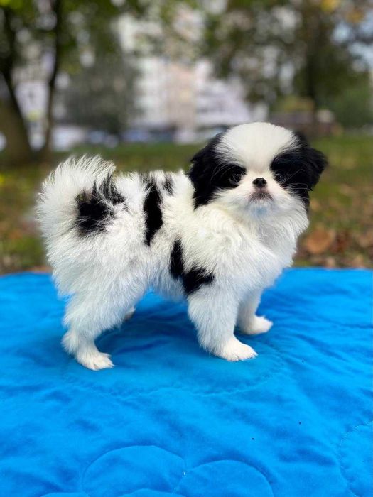 Цуцик японського хіна