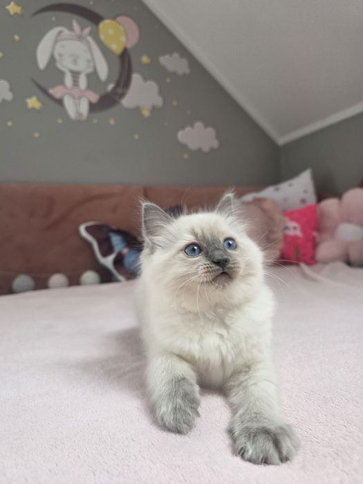Cudna koteczka kotka ragdoll FiFE FPL
