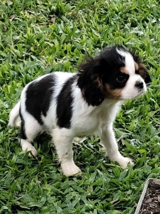 Cavalier King Charles Fêmea