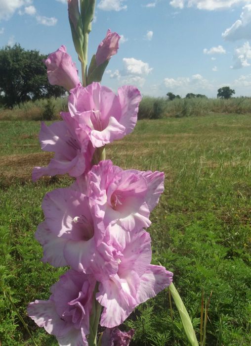 Продам цибулини гладіолусів