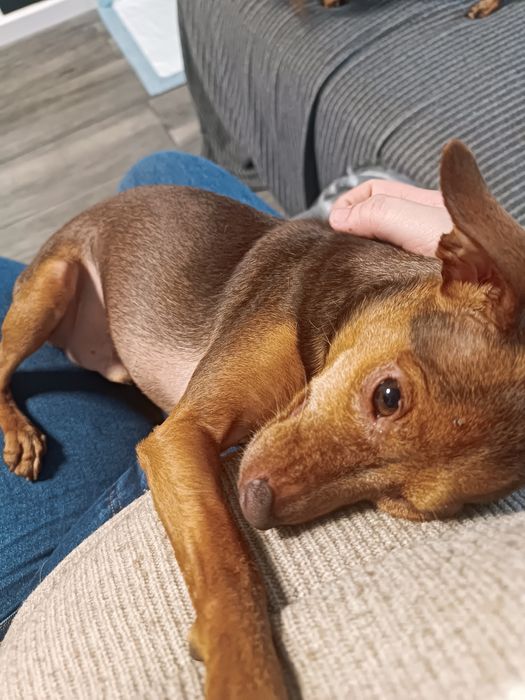 Passeio de Cães / Pet Sitting
