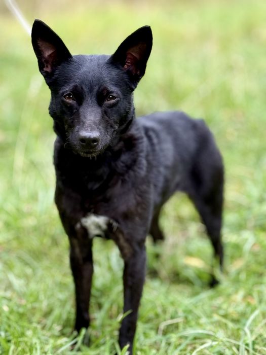 Zula — dwuletnia sunia do adopcji