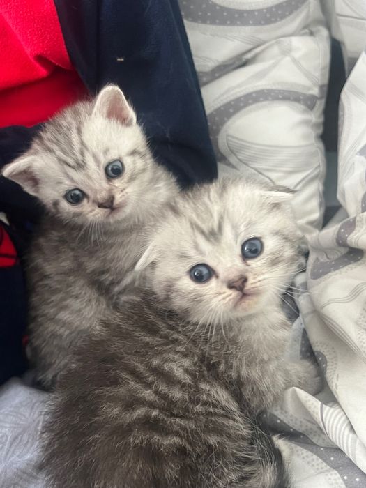 Шотландські кошенята