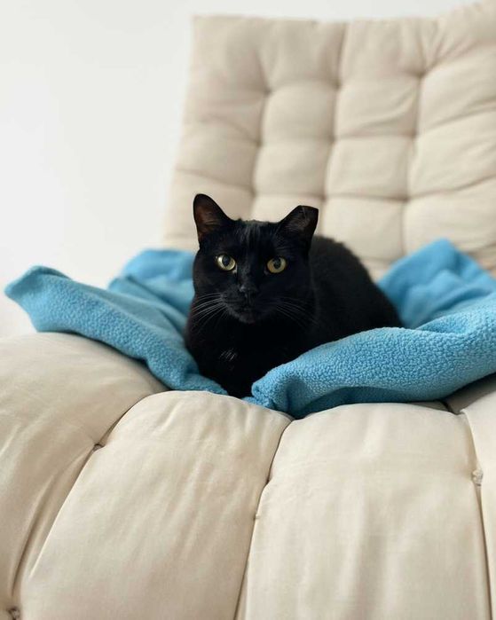 Setúbal / Margem Sul / Lisboa — PICAS, gatinha para adoção