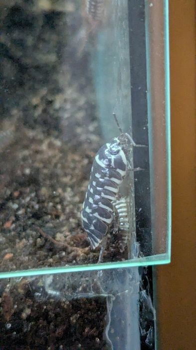 10 Zebra Isopods (Armadillidium Maculatum) clean up crew for terrarium, pillbug