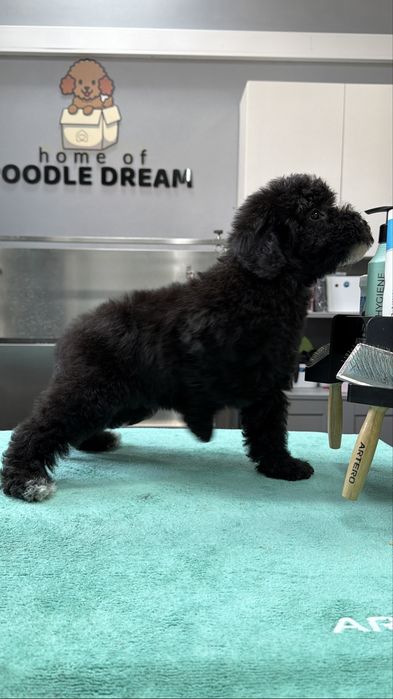 Imperdível!!! Linda puppy de Caniche/Poodle medio procura novo dono!!!