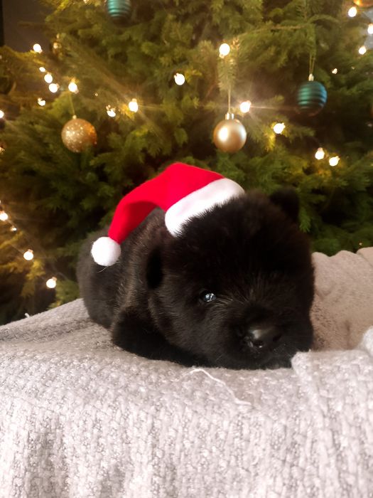 Szczeniak Akita Amerykańska - pochodzenie FCI