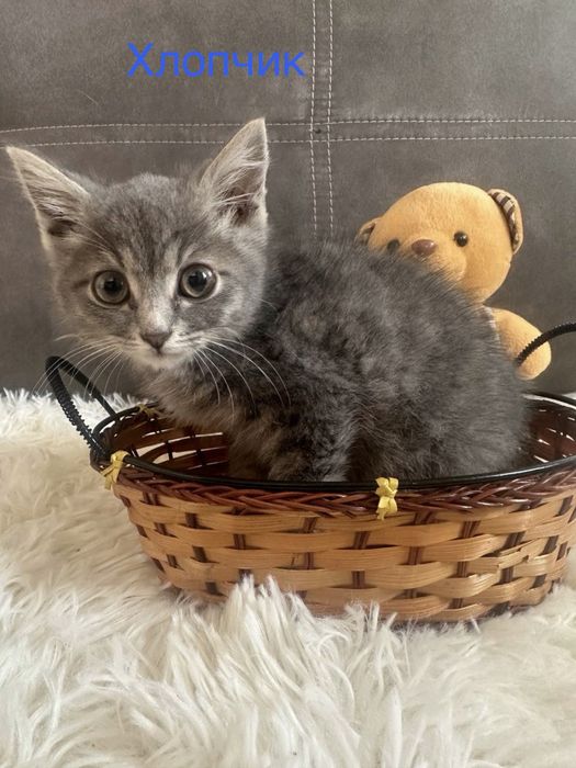 Кошенята шукають дім