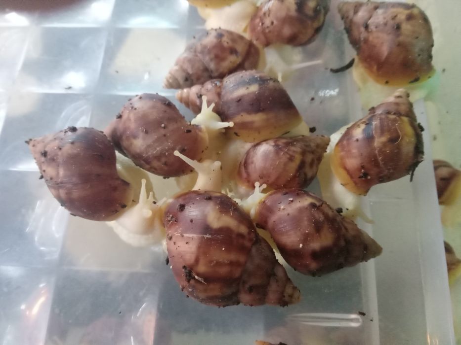 Lisachatina fulica  lądowe  ślimaki