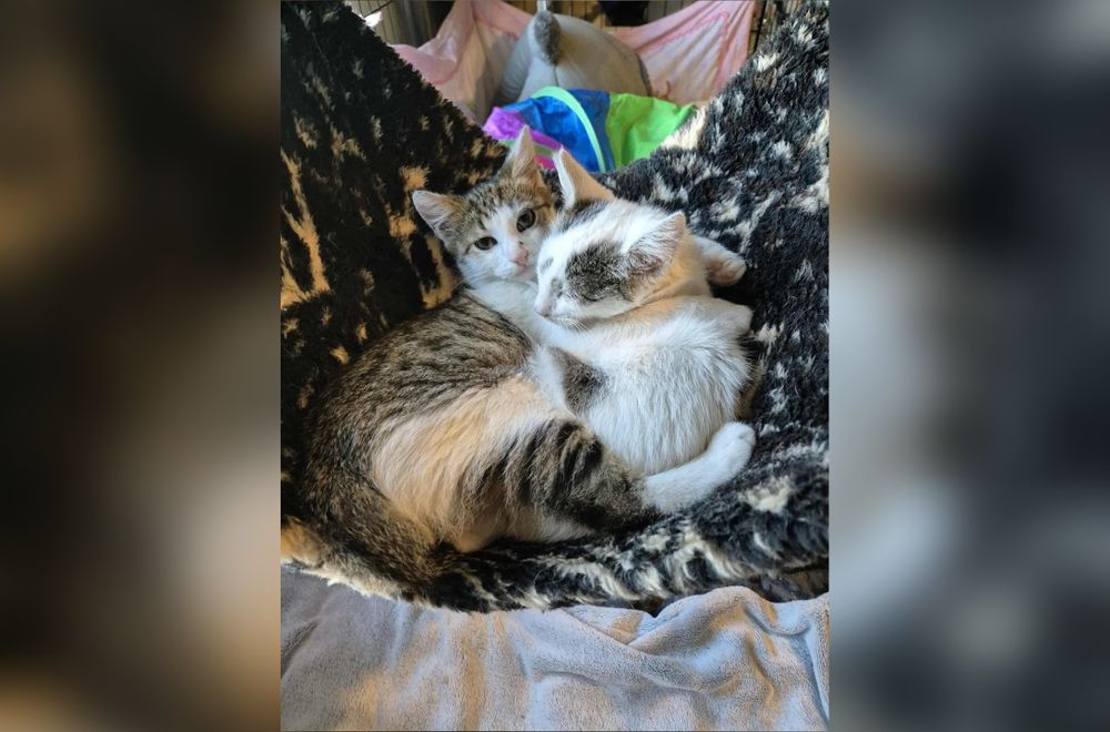 Śliczny kocurek szuka domu!