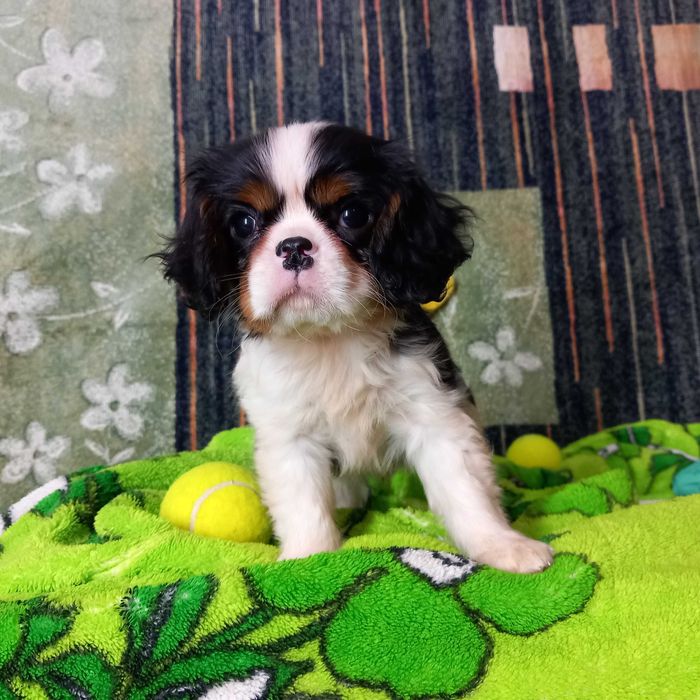 Кавалер кінг чарльз спаніель