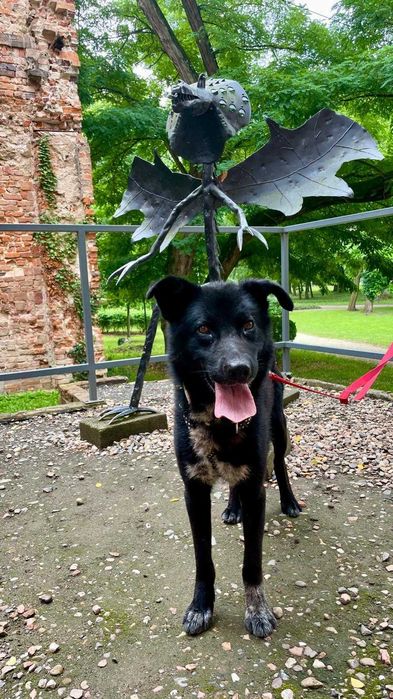 Bleki poleca się do adopcji.