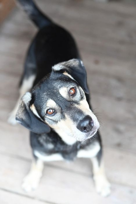 Mlody rozbrykany Goofy szuka wesołego domu