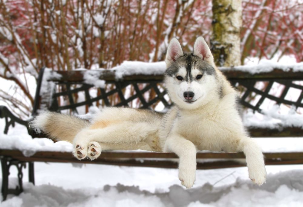 Siberian Husky ZKwP