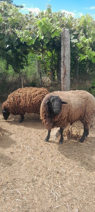Casal de ovelhas