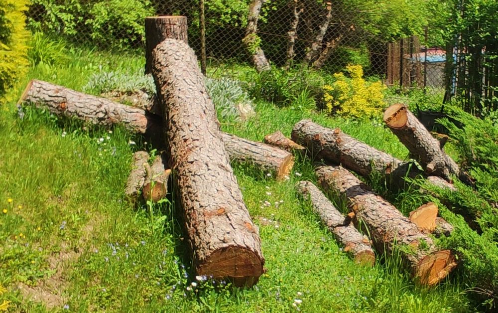 Modrzew w kłodach oraz 3 dłużyce świerków