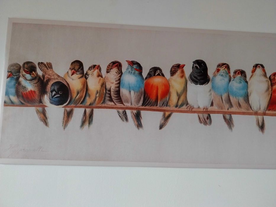 Quadro/tela com aves/pássaros