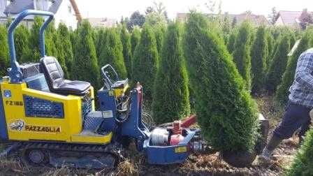 TUJA SZMARAGD Thuja smaragd 350 cm kopane maszyna TRANsport