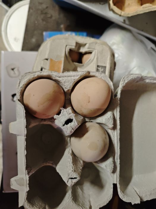 Vendo casal de  canários vermelhos e um mandarim macho também vendo ovos de galinha caseira e  de galinha Angola para chocar