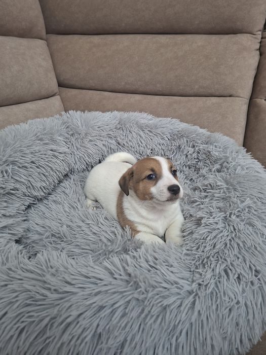 Śliczny piesek Jack Russell Terrier