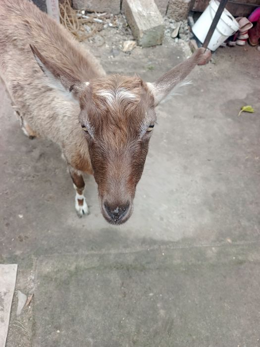 Продам дойную козочку