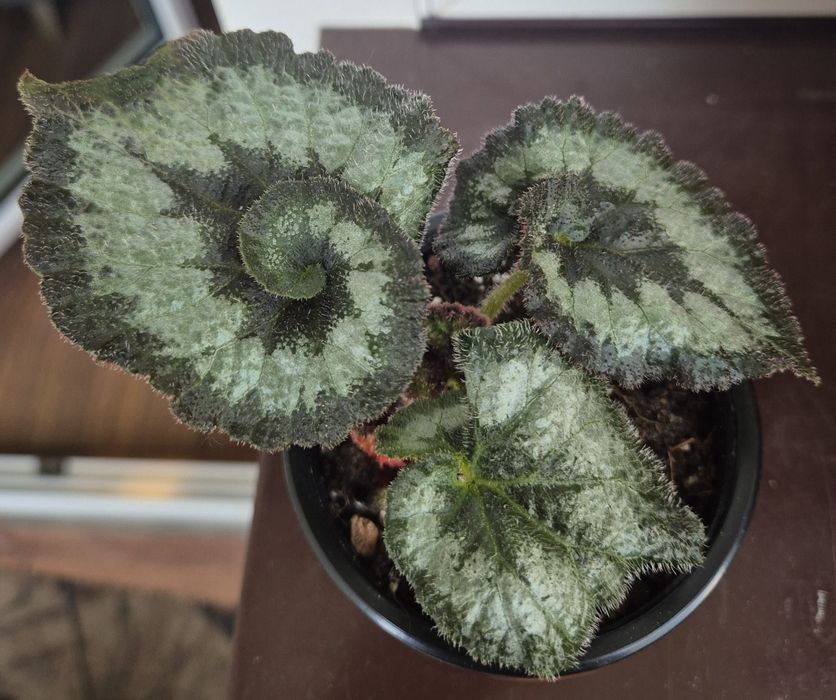 Begonia rex_begonia rex