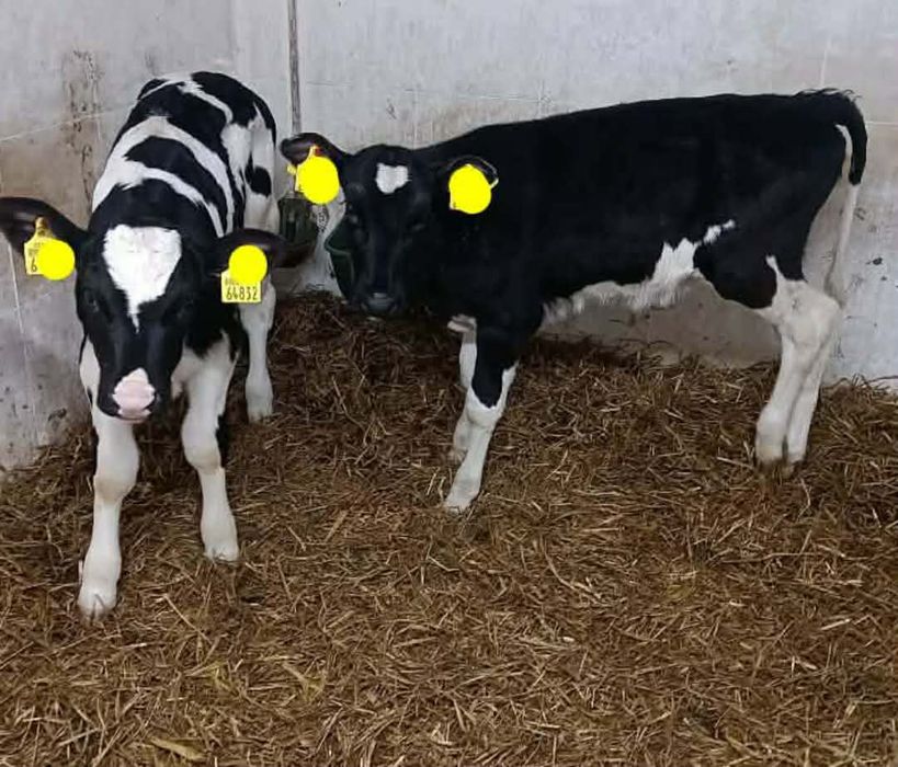 Jałoszki 3/4tygodnie