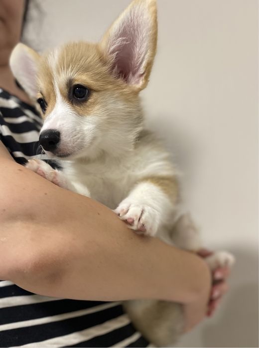 Малюки Вельш Корг