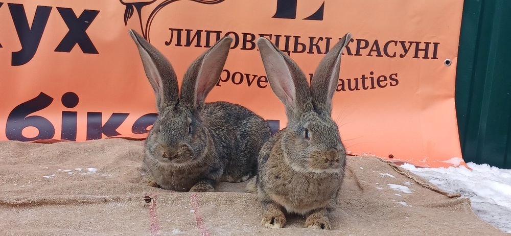 Продаж кролів породи БВ