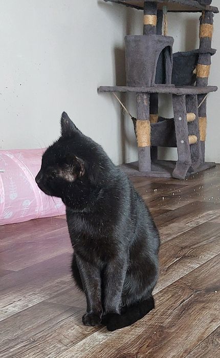 Ferduś kot do adopcji