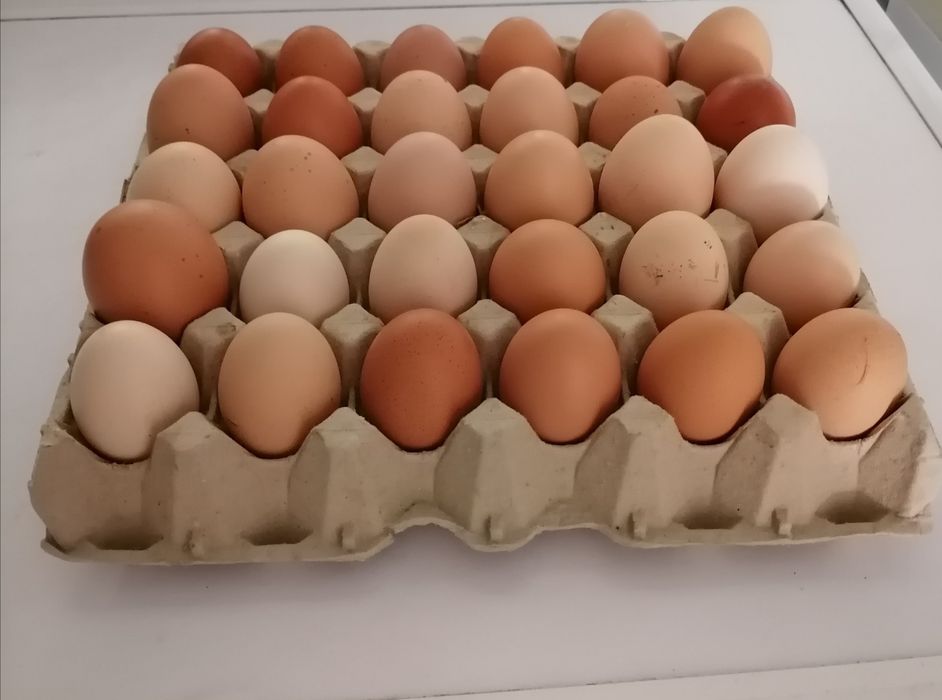 Ovos de galinha caseiros