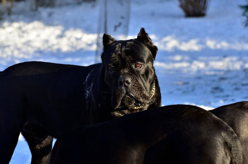 Cane Corso  szczenię
