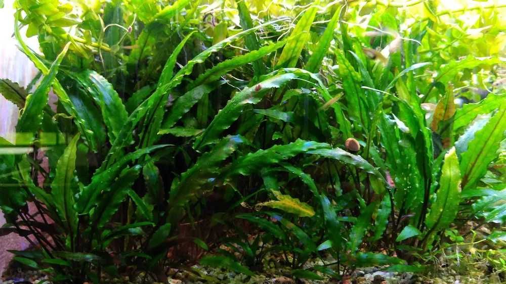 Cryptocoryne wendtii