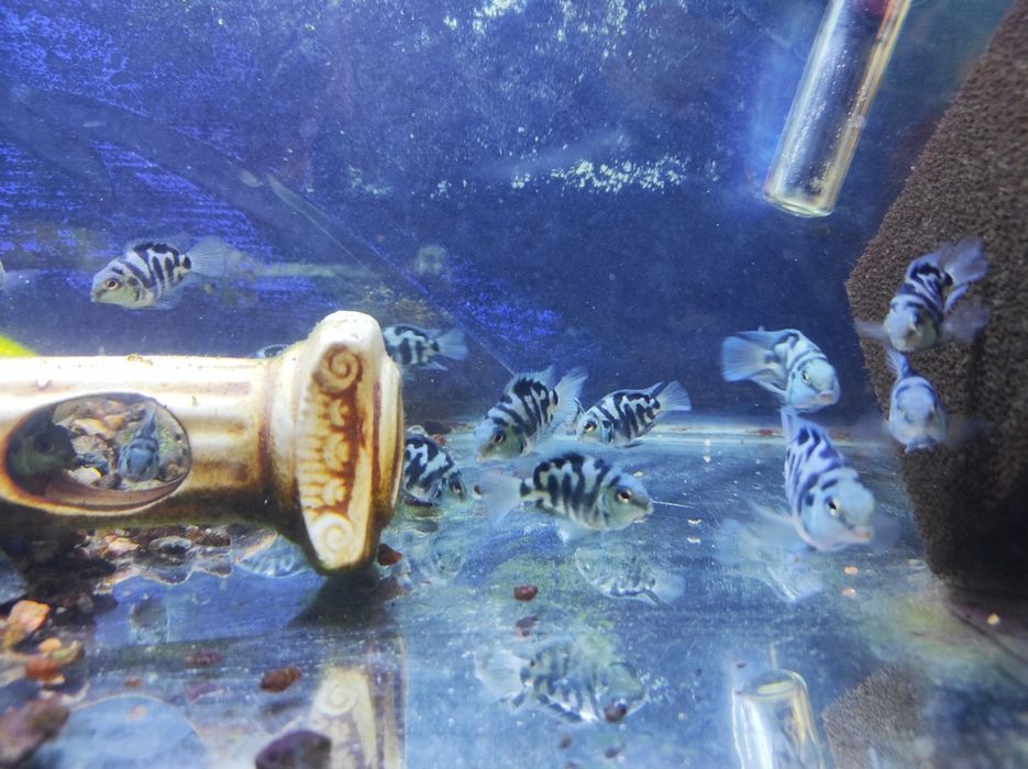 Продам риб-папуг