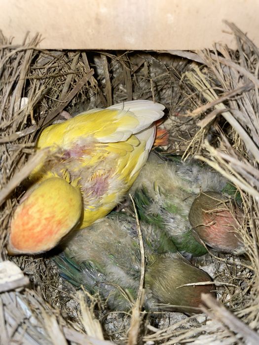 Aves para criar a mão (Rosicolis, caturras e kakatikis)