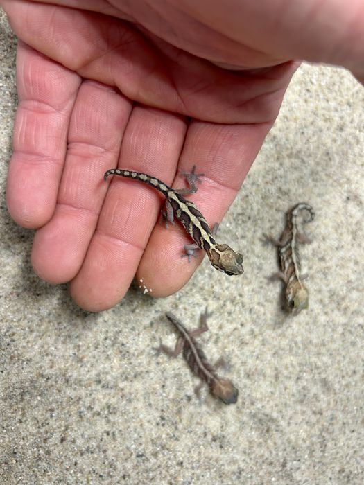 Gekon madagaskarski (Paroedura pictus)