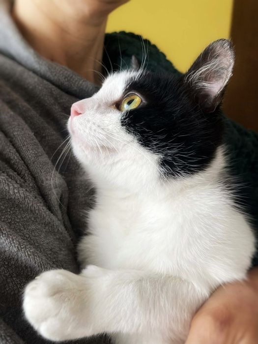 Łagodny Tokio szuka miłości :)