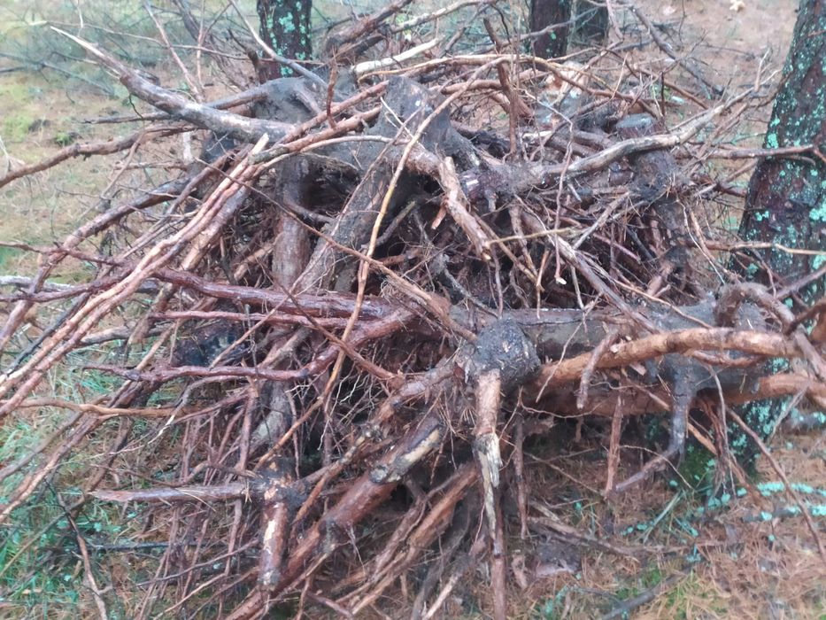 Gałęziówka, gałęzie, chrust - sosna, drewno opałowe - nowa wycinka