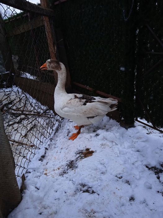 Гусь, гуси, гусак та гусиня породи Лінда