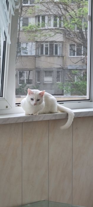 Кот манчкин в хорошие руки
