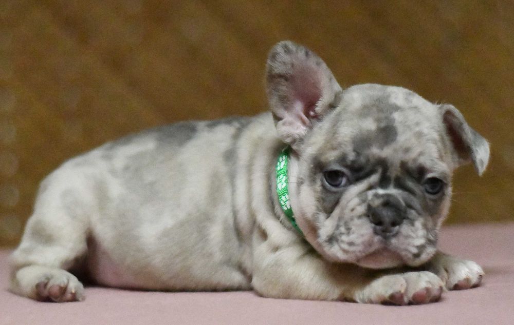 Buldog francuski  piesek merle