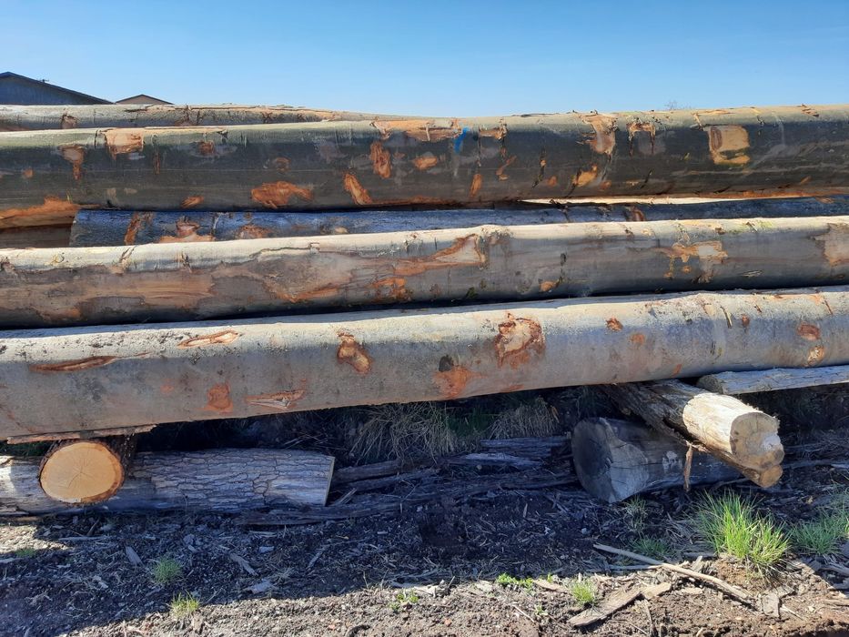 drzewo buk tartaczny drewno bukowe