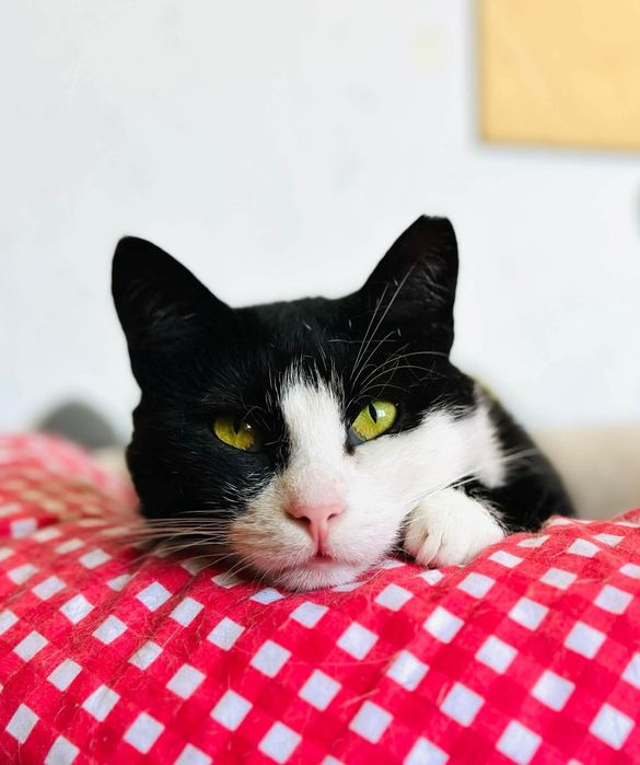 Pyza marzy o ciepłym kochającym domku u Ciebie! Pomożesz? Kot idealny szuka domu! POZNAŃ WĄGROWIEC GNIEZNO okolice adopcja kot wielkopolskie za darmo