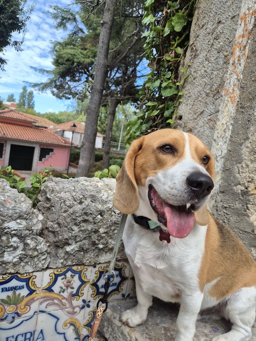Passeio de cães.
