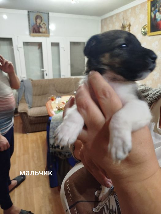 Щенки джек рассела резерв